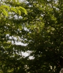 LMBR00719.jpg